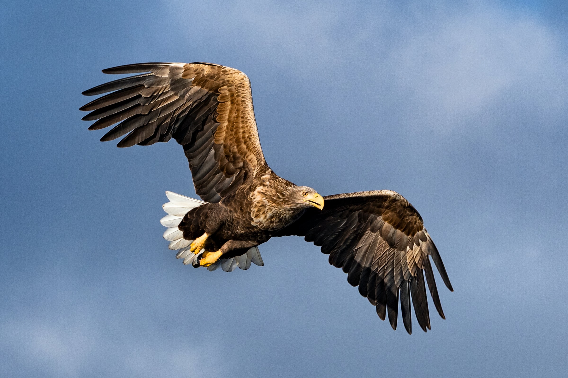 White tipped sea eagle flying overhead