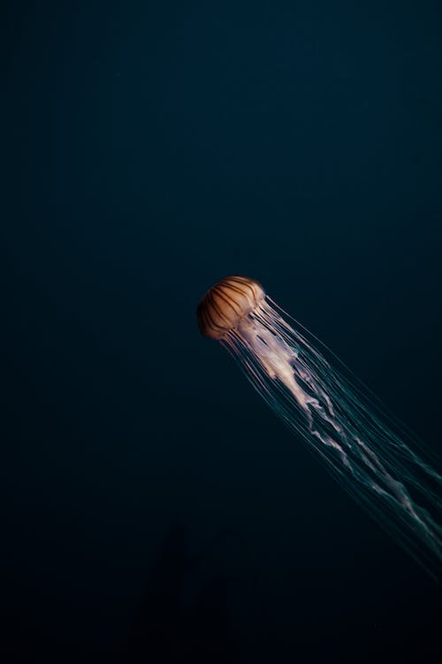 Jellyfish drifting accross a blue background